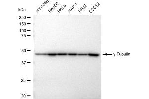 Western blotting analysis using gamma Tubulin antibody (ABIN7800670). (Rekombinanter gamma Tubulin Antikörper)