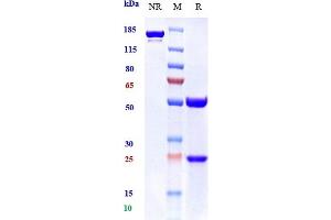 Anti-BTLA / CD272 Reference Antibody (icatolimab) on SDS-PAGE under reducing (R) condition. (Rekombinanter BTLA (Icatolimab Biosimilar) Antikörper)