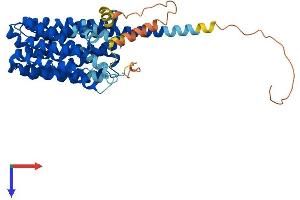 SLC16A1 Protein (AA 1-493) (His tag)