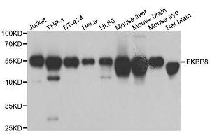 Western blot analysis of extracts of various cell lines, using FKBP8 antibody. (FKBP8 Antikörper  (AA 60-270))