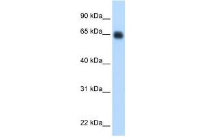 KNG1 antibody used at 0. (KNG1 Antikörper  (Middle Region))