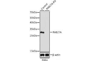 Western blot analysis of extracts from normal (control) and RAB27A knockout (KO) HeLa cells using RAB27A Polyclonal Antibody at dilution of 1:1000. (RAB27A Antikörper)