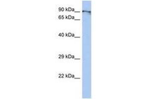 BEND2 Antikörper  (C-Term)