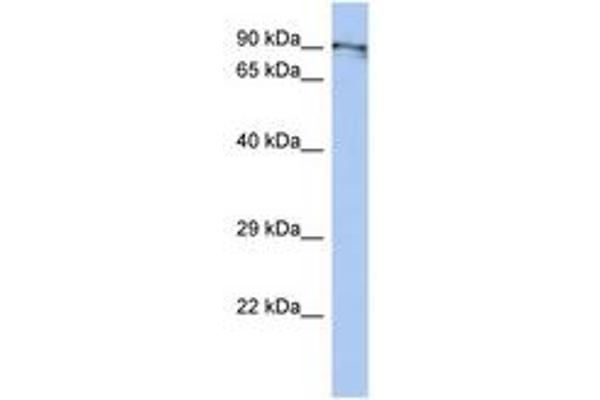 BEND2 Antikörper  (C-Term)