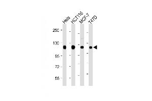 All lanes : Anti-RBBP8 Antibody (C-term) at 1:2000 dilution Lane 1: Hela whole cell lysate Lane 2: HC whole cell lysate Lane 3: MCF-7 whole cell lysate Lane 4: T47D whole cell lysate Lysates/proteins at 20 μg per lane. (Retinoblastoma Binding Protein 8 Antikörper  (C-Term))