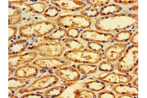 IHC image of ABIN7159861 diluted at 1:600 and staining in paraffin-embedded human kidney tissue performed on a Leica BondTM system. (Fission 1 Antikörper  (AA 1-122))