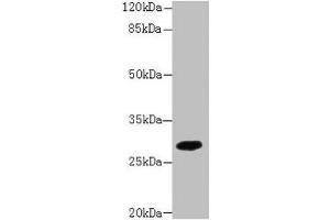 Western blot All lanes: PIP4P2 antibody at 5 μg/mL + Mouse liver tissue Secondary Goat polyclonal to rabbit IgG at 1/10000 dilution Predicted band size: 29 kDa Observed band size: 29 kDa (Type 2 Phosphatidylinositol 4,5-Bisphosphate 4-Phosphatase (PIP4P2) (AA 1-191) Antikörper)