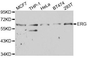 Western blot analysis of extracts of various cell lines, using ERG antibody. (ERG Antikörper  (AA 1-280))