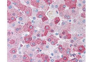 Anti-GCNT3 antibody IHC of human liver. (GCNT3 Antikörper  (Internal Region))