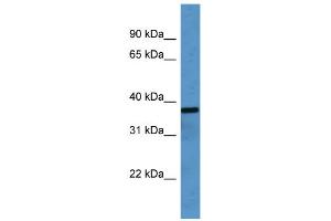WB Suggested Anti-OR2H1 Antibody Titration: 0. (OR2H1 Antikörper  (C-Term))