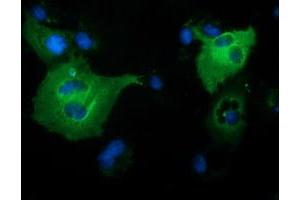 Anti-PIK3AP1 mouse monoclonal antibody (ABIN2453461) immunofluorescent staining of COS7 cells transiently transfected by pCMV6-ENTRY PIK3AP1 (RC214125). (PIK3AP1 Antikörper)