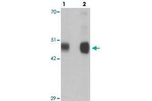 Western blot analysis of RILPL1 in rat cerebellum tissue with RILPL1 polyclonal antibody  at (lane 1) 0.