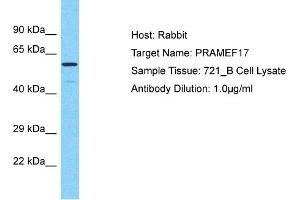 Host: Rabbit Target Name: PRAMEF17 Sample Type: 721_B Whole Cell lysates Antibody Dilution: 1. (PRAMEF17 Antikörper  (N-Term))
