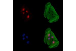 ABIN6261546 and ABIN6278460 staining  cells by IF/ICC. (EOMES Antikörper  (C-Term))