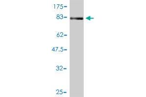 Western Blot detection against Immunogen (76. (NR1H2 Antikörper  (AA 1-461))