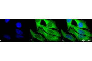 Immunocytochemistry/Immunofluorescence analysis using Rabbit Anti-Hsp27 Polyclonal Antibody . (HSP27 Antikörper  (Atto 594))