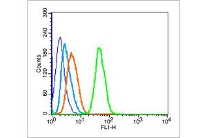 Image no. 5 for anti-Leucine-Rich Repeat Containing G Protein-Coupled Receptor 5 (LGR5) (AA 810-907) antibody (ABIN737916)
