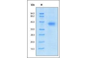 SDS-PAGE (SDS) image for VEGF Receptor 2 (VEGFR2) (AA 20-764) (Active) protein (His tag) (ABIN6253722)