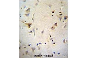 AGBL5 Antibody (N-term) immunohistochemistry analysis in formalin fixed and paraffin embedded human brain tissue followed by peroxidase conjugation of the secondary antibody and DAB staining. (AGBL5 Antikörper  (N-Term))