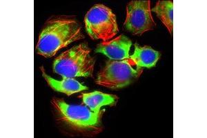 Immunofluorescence (IF) image for anti-Solute Carrier Family 2 (Facilitated Glucose Transporter), Member 4 (SLC2A4) (AA 224-353) antibody (ABIN1724743)