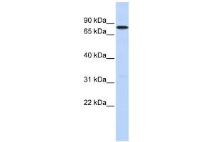 WB Suggested Anti-DDX41 Antibody Titration:  0.