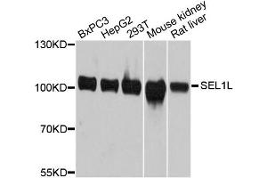 Western blot analysis of extracts of various cell lines, using SEL1L antibody. (SEL1L Antikörper)