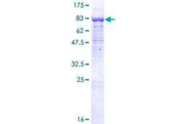 BTBD9 Protein (AA 1-582) (GST tag)