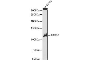 Western blot analysis of extracts of U-87MG cells, using BP antibody (ABIN7265358) at 1:1000 dilution. (ABI3BP Antikörper  (AA 29-280))