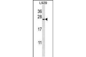 Western blot analysis in L929 cell line lysates (35ug/lane). (COPZ1 Antikörper  (N-Term))