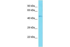 Host:  Rabbit  Target Name:  Taf7l  Sample Type:  Mouse Muscle lysates  Antibody Dilution:  1. (TAF7L Antikörper  (C-Term))