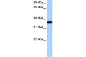 Western Blotting (WB) image for anti-Exoribonuclease 1 (ERI1) antibody (ABIN2462348) (ERI1 Antikörper)