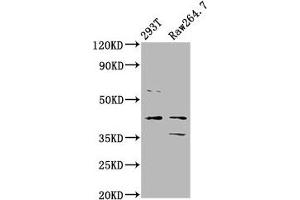 Western Blot Positive WB detected in: 293T whole cell lysate, Raw264. (MAFB Antikörper  (AA 168-323))