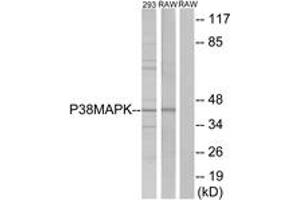 Western blot analysis of extracts from 293/RAW246. (MAPK14 Antikörper  (AA 147-196))