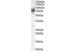 Image no. 3 for anti-Intraflagellar Transport Protein 74 Homolog (IFT74) (C-Term) antibody (ABIN374425) (IFT74 Antikörper  (C-Term))