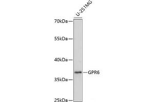 Western blot analysis of extracts of U-251MG cells using GPR6 Polyclonal Antibody at dilution of 1:1000. (GPR6 Antikörper)