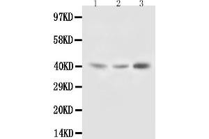 Anti-Decorin antibody, Western blotting Lane 1: Rat Liver Tissue Lysate Lane 2: Rat Kidney Tissue Lysate Lane 3: SMMC Cell Lysate (Decorin Antikörper  (C-Term))