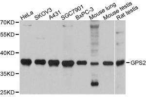Western blot analysis of extracts of various cell lines, using GPS2 antibody (ABIN5972076) at 1:3000 dilution.