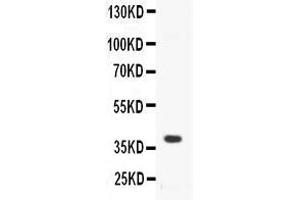Western blot analysis of CD40/TNFRSF5 expression in mouse spleen extract ( Lane 1). (CD40 Antikörper  (AA 20-193))