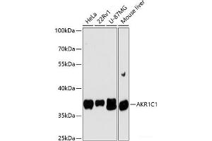 Western blot analysis of extracts of various cell lines using AKR1C1 Polyclonal Antibody at dilution of 1:3000. (AKR1C1 Antikörper)