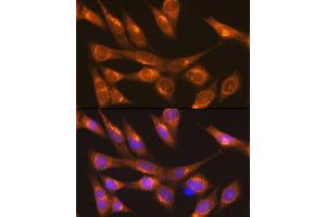 Immunofluorescence (IF) image for anti-Lectin, Mannose-Binding, 1 (LMAN1) (AA 270-480) antibody (ABIN6143266)