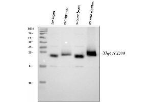 Western blot analysis of CD90/Thy1 using anti-CD90/Thy1 antibody (ABIN5518877). (CD90 Antikörper  (AA 20-131))