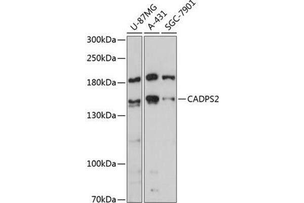 CADPS2 Antikörper  (AA 1-80)