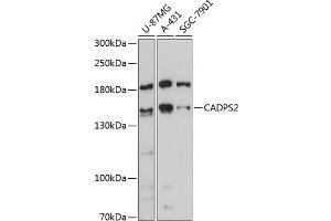 Western blot analysis of extracts of various cell lines, using C antibody (ABIN6131398, ABIN6137845, ABIN6137846 and ABIN6217950) at 1:3000 dilution. (CADPS2 Antikörper  (AA 1-80))