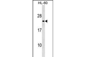 MS4A8B Antibody (N-term) (ABIN1539385 and ABIN2849602) western blot analysis in HL-60 cell line lysates (35 μg/lane). (Membrane-Spanning 4-Domains, Subfamily A, Member 8 (MS4A8) (AA 44-70), (N-Term) Antikörper)