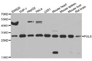 Western blot analysis of extracts of various cell lines, using PGLS antibody. (PGLS Antikörper  (AA 1-258))