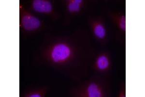 Immunofluorescence staining of methanol-fixed HeLa cells using Cyclin B1 (phospho-Ser147) Antibody (E011540, Red) (Cyclin B1 Antikörper  (pSer147))