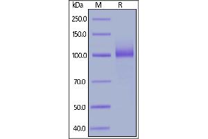 Biotinylated Human IL-12 R beta 1, Fc,Avitag on  under reducing (R) condition. (IL12RB1 Protein (AA 24-540) (Fc Tag,AVI tag,Biotin))