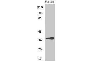 Western Blotting (WB) image for anti-OR10G6 Olfactory Receptor, Family 10, Subfamily G, Member 6 (OR10G6) (C-Term) antibody (ABIN3176461) (OR10G6 Antikörper  (C-Term))