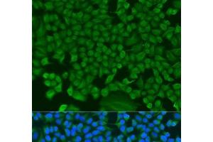 Immunofluorescence analysis of U2OS cells using HS1BP3 Polyclonal Antibody at dilution of 1:100. (HS1BP3 Antikörper)