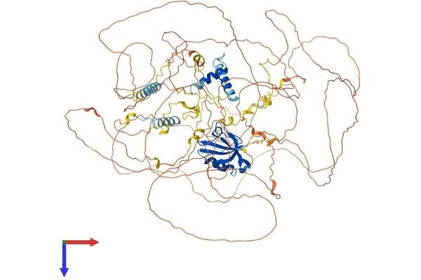 SYNPO2 Protein (AA 1-1093) (His tag)